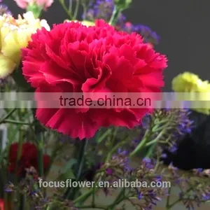 Good Petals Wholesale Carnation Heads All Occassions From Kunming thumbnail-4