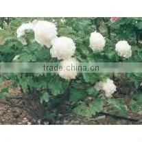 Herbaceous Peony Plant Root Chun Hong Jiao Yan thumbnail-1