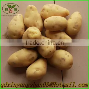 NEW : Fruit Fresh Fuji Apple/Fresh Apples thumbnail-4