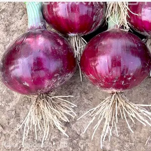 100g Bulk Sale Good Price Hybrid f1 Common Bulb Onion Red Onion Seeds for Sale thumbnail-2