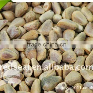 Pine Nut thumbnail-1