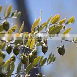 Jojoba Oil thumbnail-2