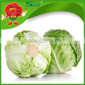 Green Cabbage for Sale/fresh Cabbage Grade A Ceramic Cabbage thumbnail-2