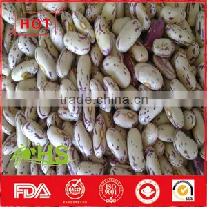 Light Coloured Speckled Kidney Beans for Sale thumbnail-5