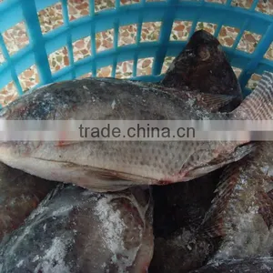 Gutted Black Tilapia Whole Round thumbnail-1