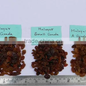 INDIAN MALAYAR RAISIN BEST RATE thumbnail-1