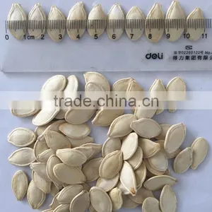 Hot Selling Pumkin Seeds Shine Skin for Middle East Market thumbnail-1
