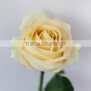 Hot Sale Fresh Cut Natural Rose Flowers From Plants Base thumbnail-1