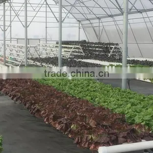 Agricultural Greenhouse Hydroponic Greenhouse for Lettuce thumbnail-1