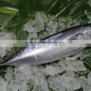 Shishi Zhengyuan Aquatic Frozen Bonito W/R thumbnail-2