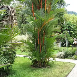 Customized Size Outdoor Indoor House Plants Foliage Plants Artificial thumbnail-1