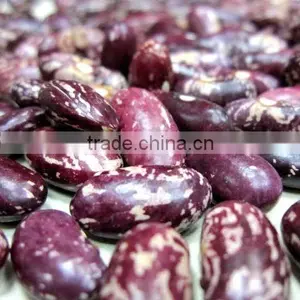 Purple Speckled Kidney Bean thumbnail-1