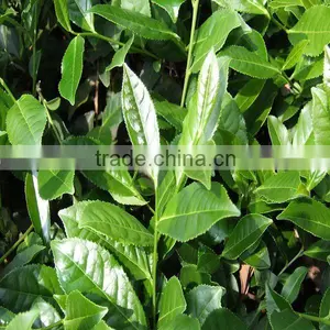 Tieguanyin,Chinese Oolong Tea thumbnail-5