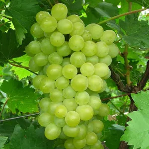 Baiyu Ni Grape Seedling Grape Vines thumbnail-1