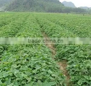 Japanese Fresh Sweet Potato thumbnail-3