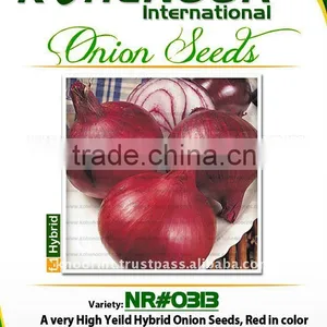 Red Onion Seeds | NR#313 thumbnail-1