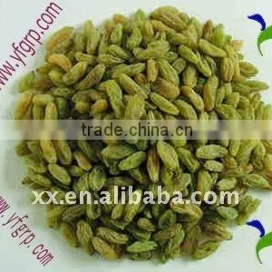 Dried Fruit Green Raisin Sultana Golden Raisn thumbnail-1