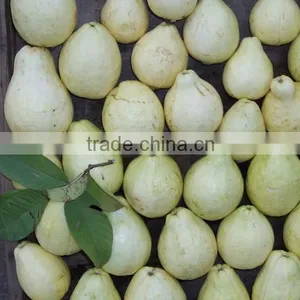 Fresh Guava thumbnail-1