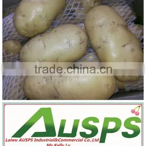 High Quality Fresh Holland Potatoes thumbnail-1