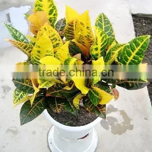 Multi Color Leaves Foliage Codiaeum Variegatum of Outdoor Landscaping Decorative Ornamental Plants thumbnail-6