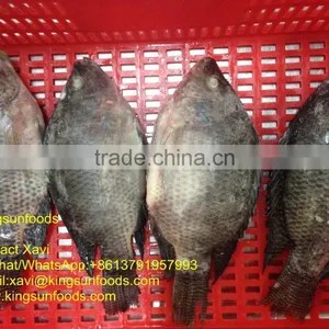 Whole Sale Farm Raising Frozen Tilapia Fish thumbnail-2