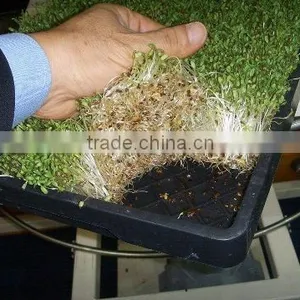 BK Conveyor Culture thumbnail-4