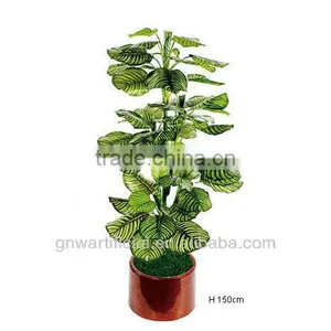 Plant and Tree Nursery Green Mini Plants Indoor Office GNW G120 thumbnail-1