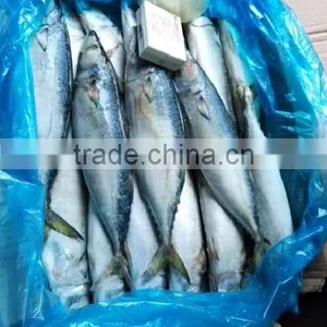 300-500g Frozen Mackerel thumbnail-1
