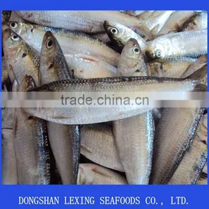 Frozen Sardine Fish thumbnail-1