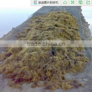 Sell Gracilaria, Euchema Spinosum And Cottonii Seaweeds thumbnail-1