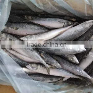 Best Price For Canning Frozen Mackerel thumbnail-1