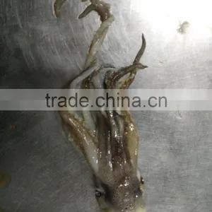 Frozen Squid Head/Tentacles thumbnail-2
