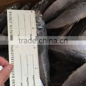 Horse Mackerel 20cm+ 2016 Seafrozen thumbnail-5