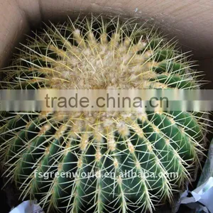 Echinocactus Grusonii D40cm Big Cactus thumbnail-1