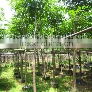 Tabebuia Flower Trees thumbnail-1