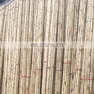 Wholesale Competitive Price Top A Grade Natural Bamboo for Indoor/ Outdoor Furniture From Viet Nam Factory thumbnail-1