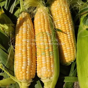 Yellow and White Double Color Super Sweet Corn Sweet Corn Seeds Corn Seeds Suppliers thumbnail-3