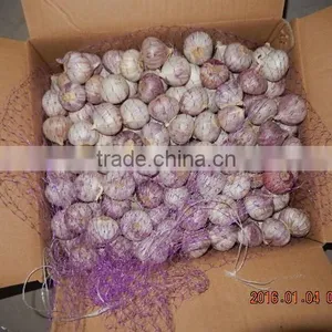 GARLIC thumbnail-4