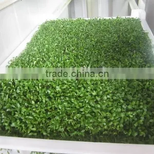 Hydroponic Grains Germinating System /automatic Seedlings Planting System for Growing Livestock,animal,cattle,sheep Fodder thumbnail-2