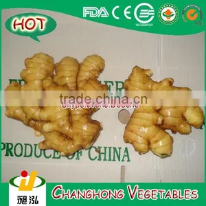 China Fresh Ginger Lowest Price thumbnail-1