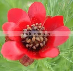Summer Adonis , Adonis,flower Seed thumbnail-1