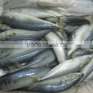 Frozen Whole Wroud Mackerel thumbnail-1