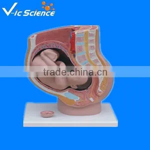 Female Sagittal Anatomical Model 4parts thumbnail-1