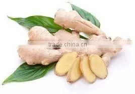 Ginger thumbnail-3