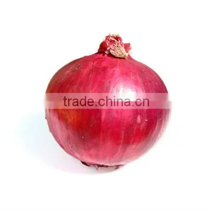 Fresh Indian Onion thumbnail-1