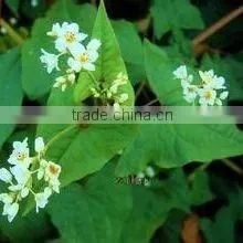 Jin Qiao Mai Root of Buckwheat Rhizoma Fagopyri Dibotryis thumbnail-2