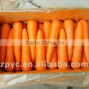 Chinese Fresh Carrot thumbnail-1