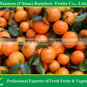 Shatang Mandarin thumbnail-1