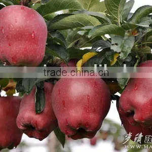 Red Delicious Apple thumbnail-1