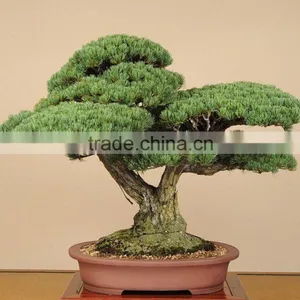 Bonsai Nursery thumbnail-1